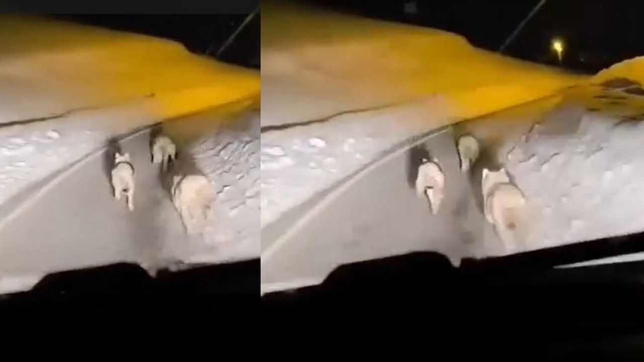 Hakkari Geçitli köyüne inen kurt sürüsü cep telefonu kameralarına yansıdı