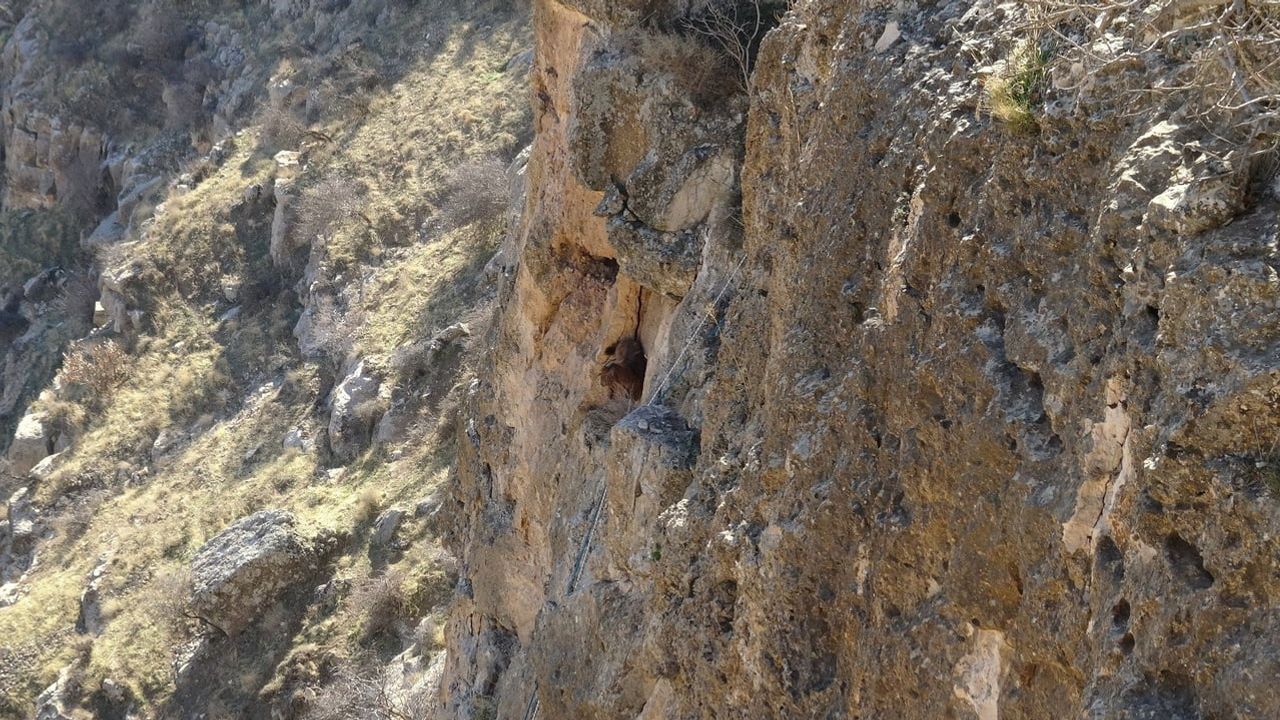 Hasankeyf'te 5 gündür mahsur kalan keçi AFAD tarafından kurtarıldı
