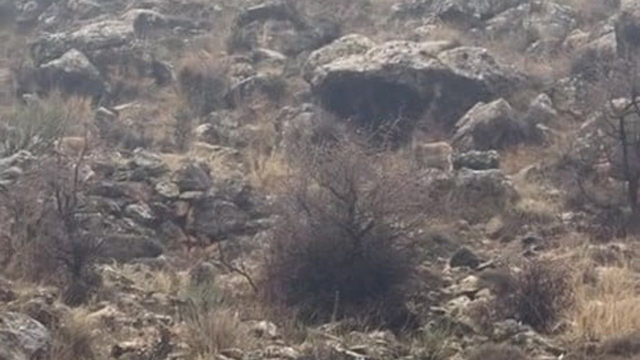 Hasankeyf'te duyarlı sürücü durdu — dağ keçileri güvenle yoldan geçti