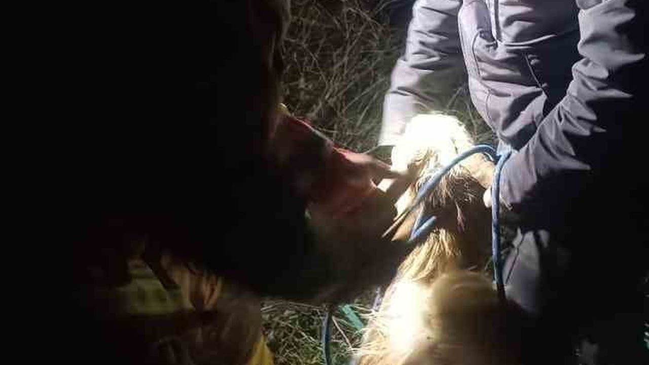 Hatay Antakya'da su kuyusuna düşen keçi itfaiye ekiplerince kurtarıldı