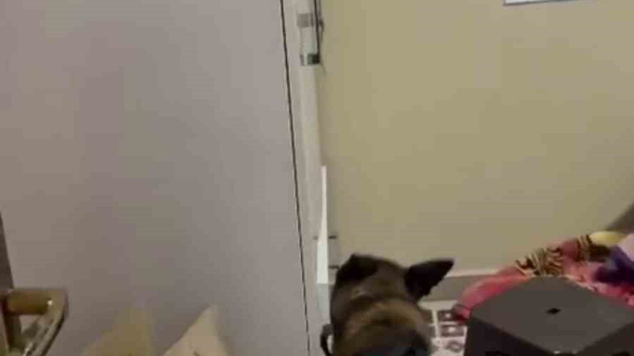 Hatay'da 17 yaşındaki Eylül'ü Yaralayanın Ablası Olduğu Belirlendi, Çok Sayıda Silah ve Uyuşturucu Ele Geçirildi