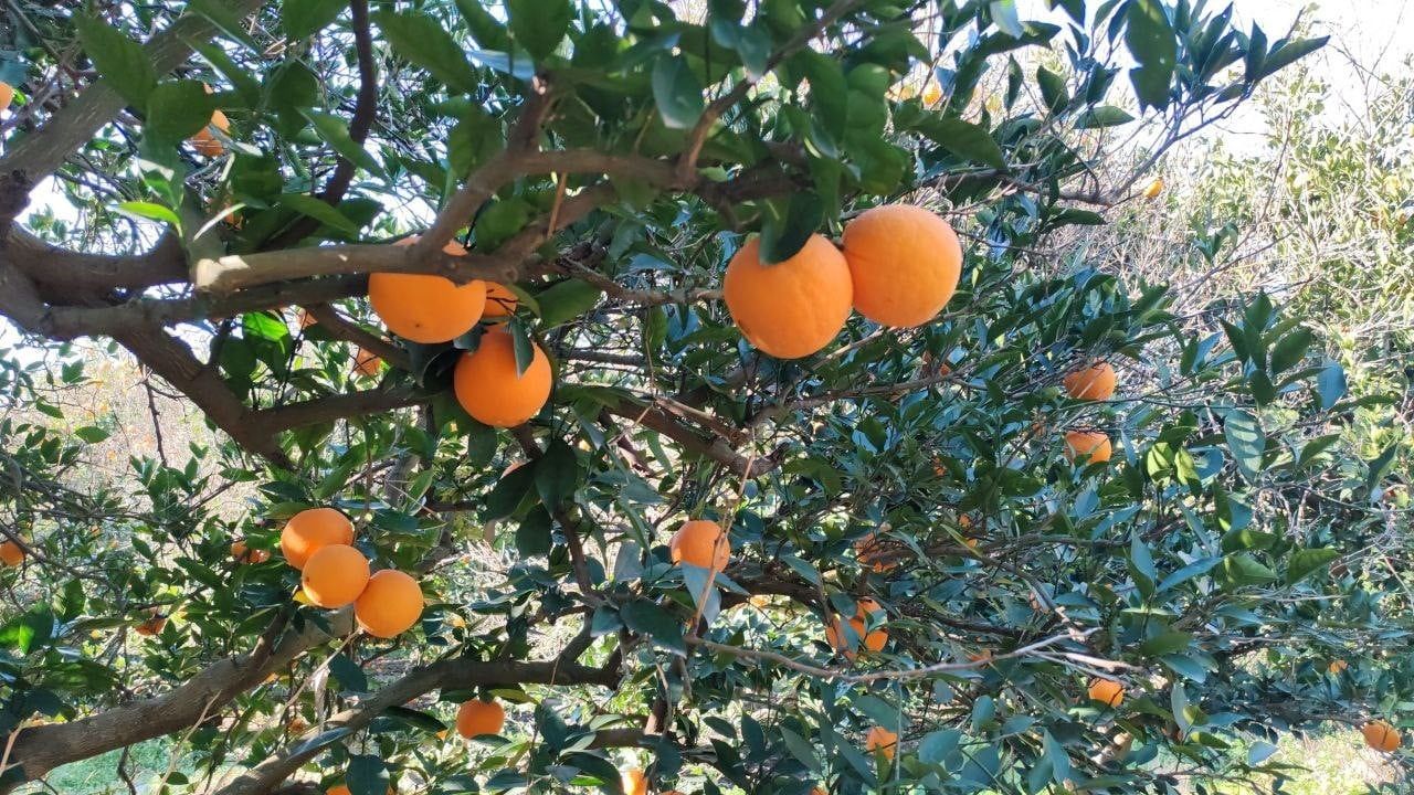 Hatay'da 2 buçuk ton portakal hırsızlığı: 5 kişi suçüstü yakalandı