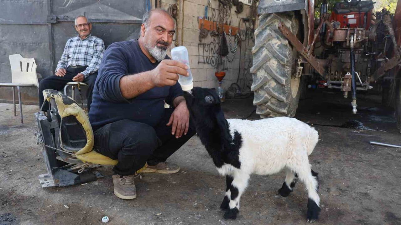 Hatay'da annesi ölen kuzuyu sahiplenen amca ve yeğen: 'Karabaş' biberonla besleniyor