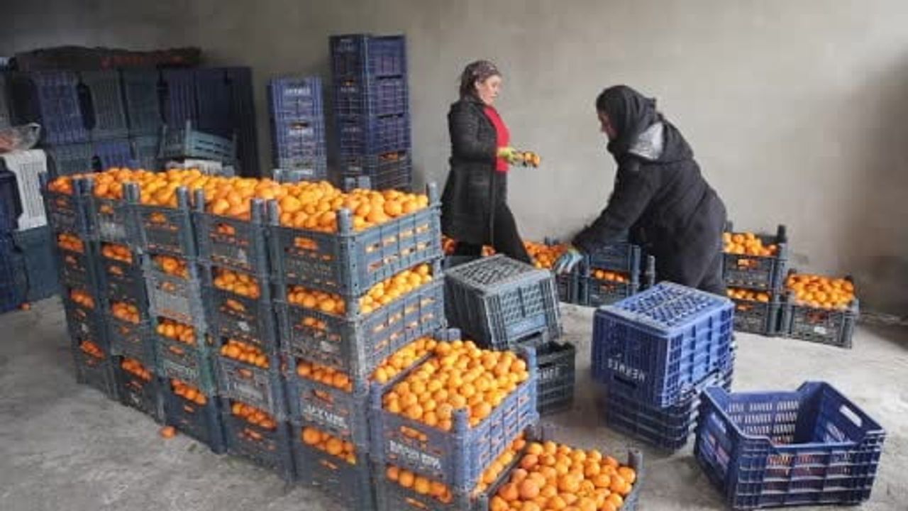 Hatay'da bolluk: Mandalina dalda kaldı, çiftçiler ürünleri ücretsiz vermeye razı