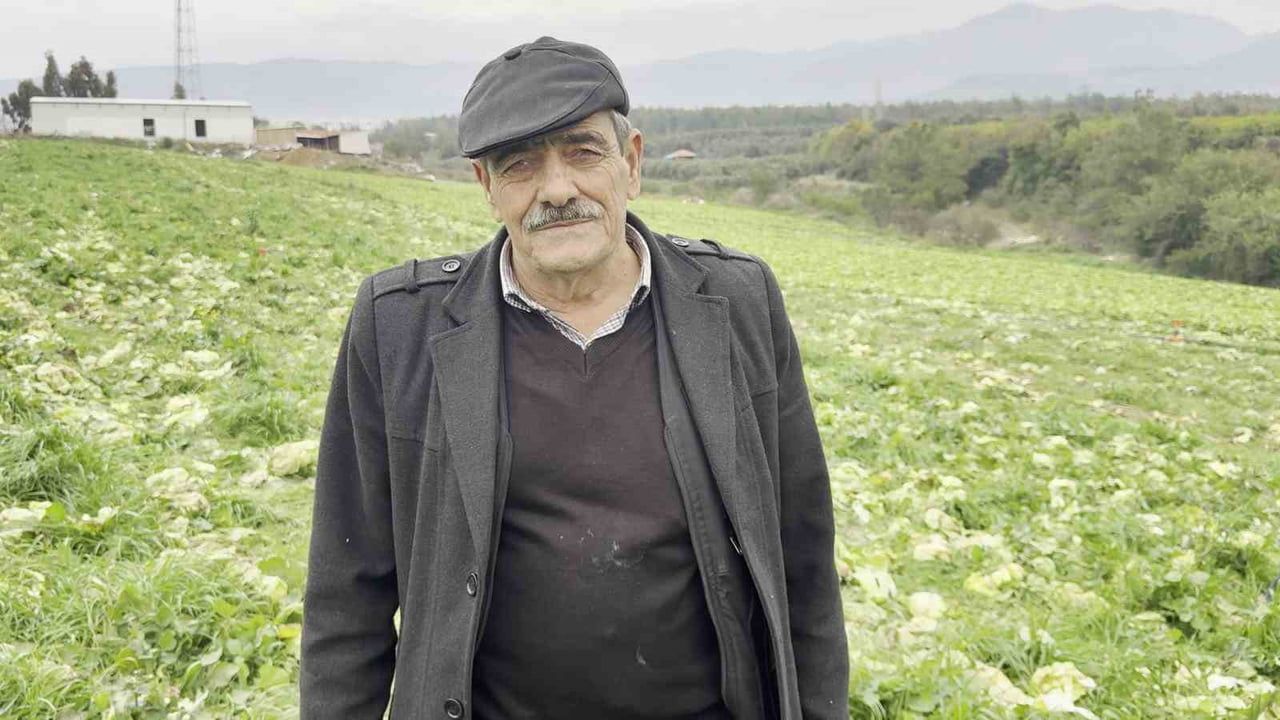 Hatay'da çiftçi marulu bedava dağıttı: Toplama maliyeti satış fiyatını aştı
