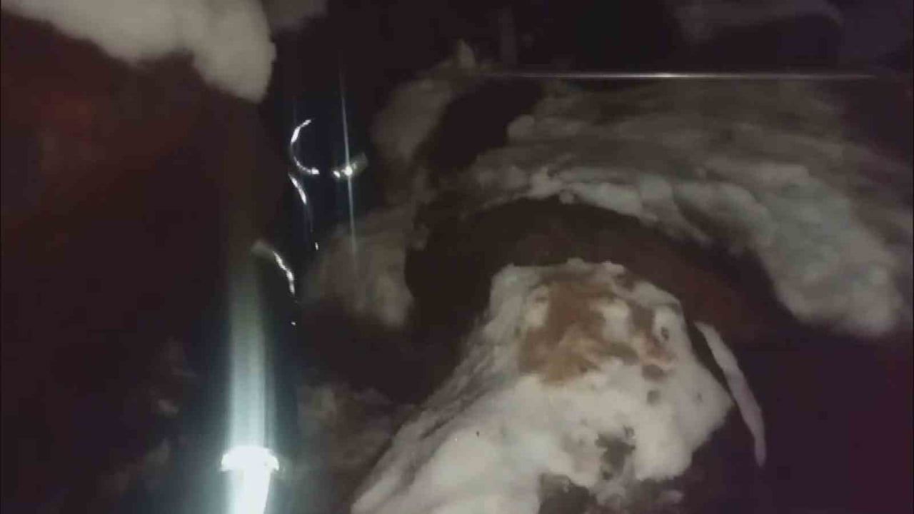 Hatay'da itfaiye ekipleri kar altındaki yavru köpekleri kurtardı