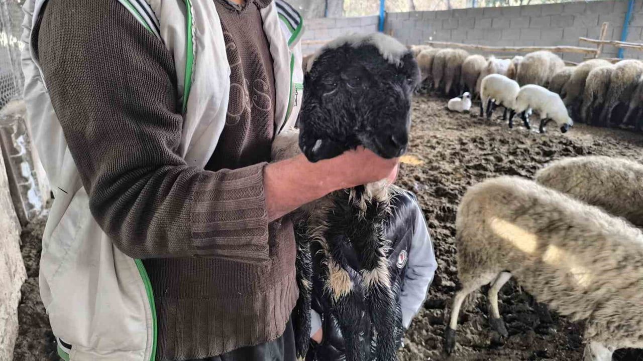 Hatay Dörtyol'da çift başlı kuzu dünyaya geldi: Sağlık durumu iyi