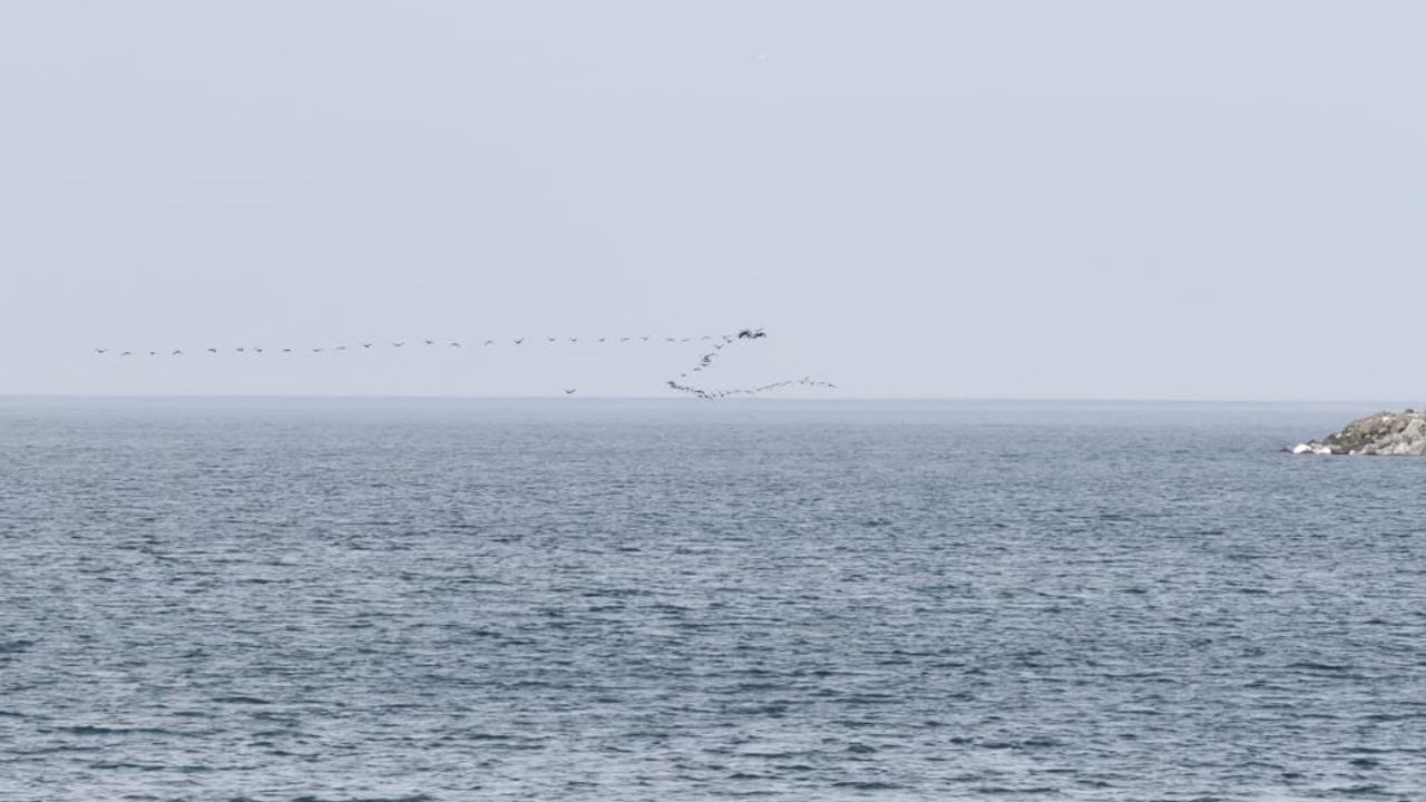 Hopa açıklarında göçmen kuşların senkronize uçuşu görüntülendi