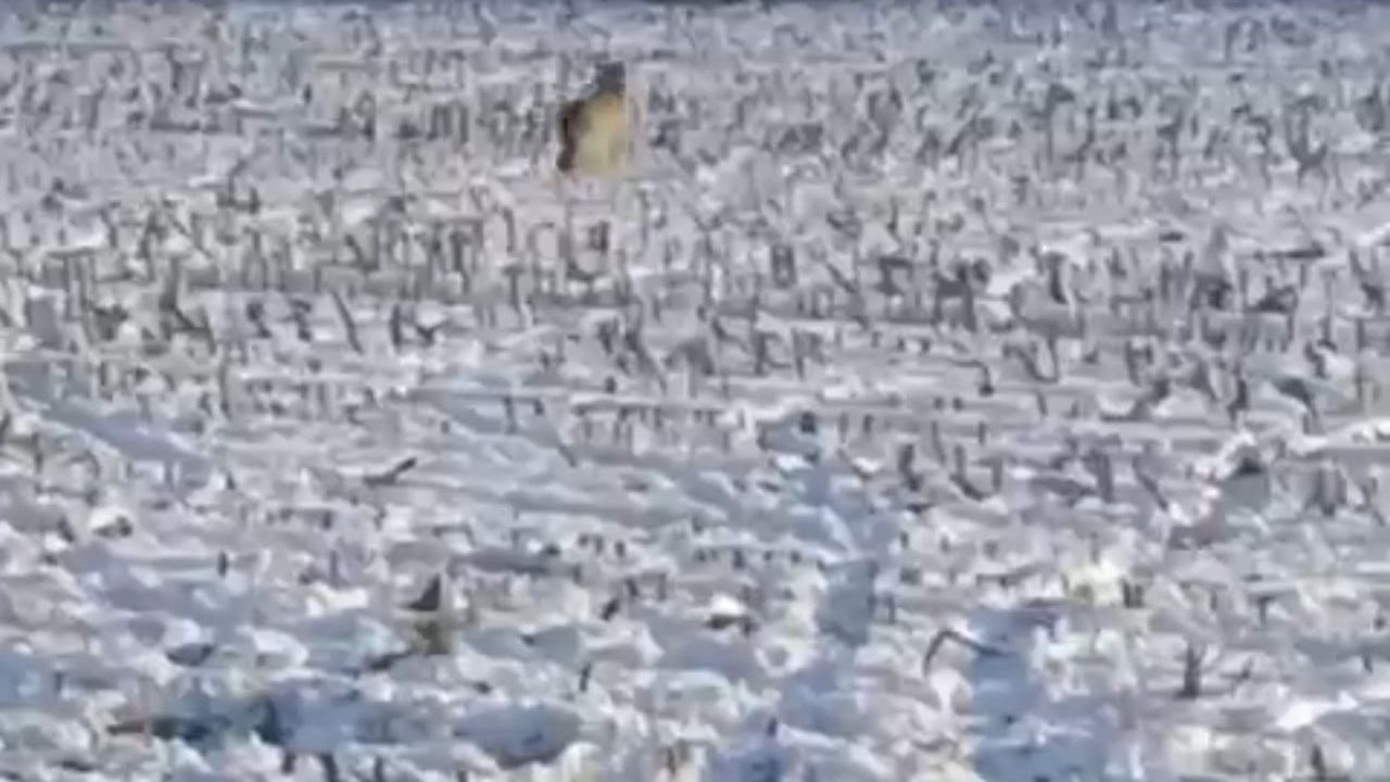 Iğdır'da kurtlar yerleşim yakınlarında görüntülendi