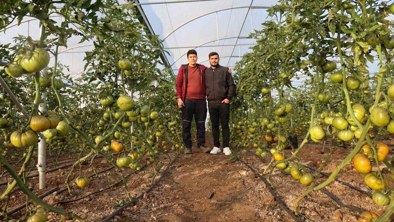 İmamoğlu Üçtepe’de ORKÖY destekli seralar üretime geçti: Genç çiftçiler domates hasadı yapıyor