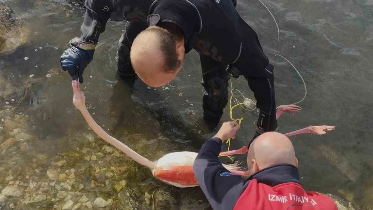 İnciraltı'nda İplere Dolanan Flamingo, İzmir İtfaiyesi Dalgıçları Tarafından Kurtarıldı