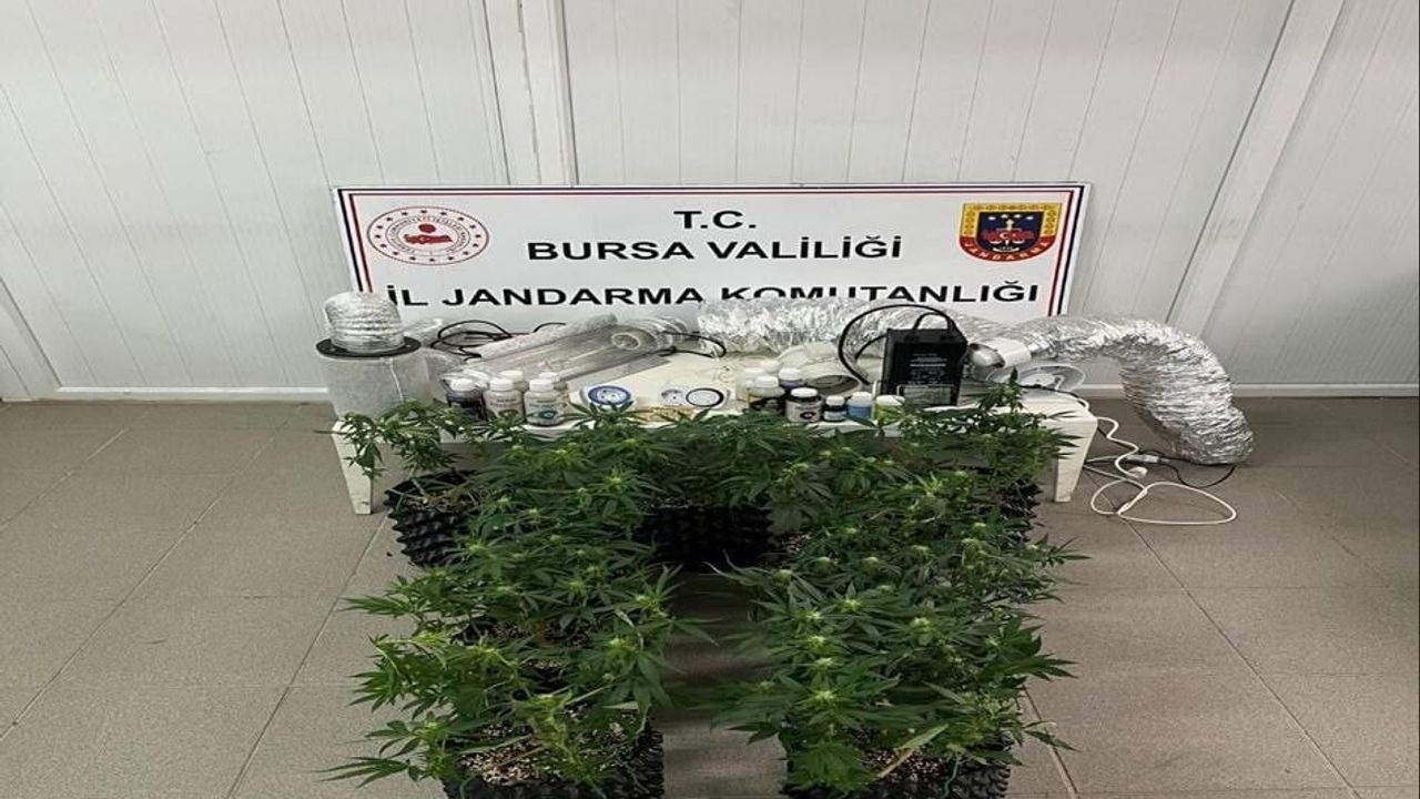 İnegöl'de evde esrar üretimine yönelik operasyon: 17 kök bitki ve düzenek ele geçirildi