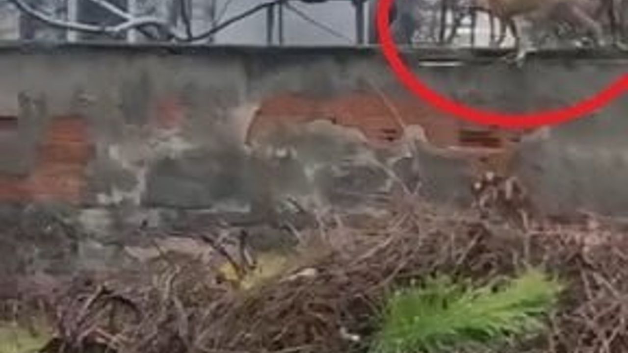 İnegöl'de şehir merkezine inen tilki Süleymaniye Mahallesi'nde görüldü