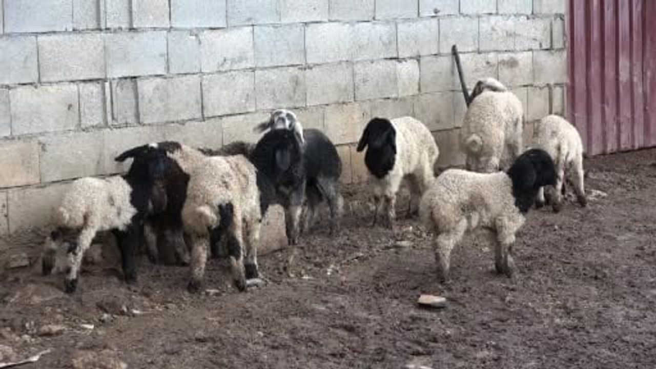 İslahiye'de annesi tarafından reddedilen kuzu, keçilerin süt anneliğiyle büyüyor