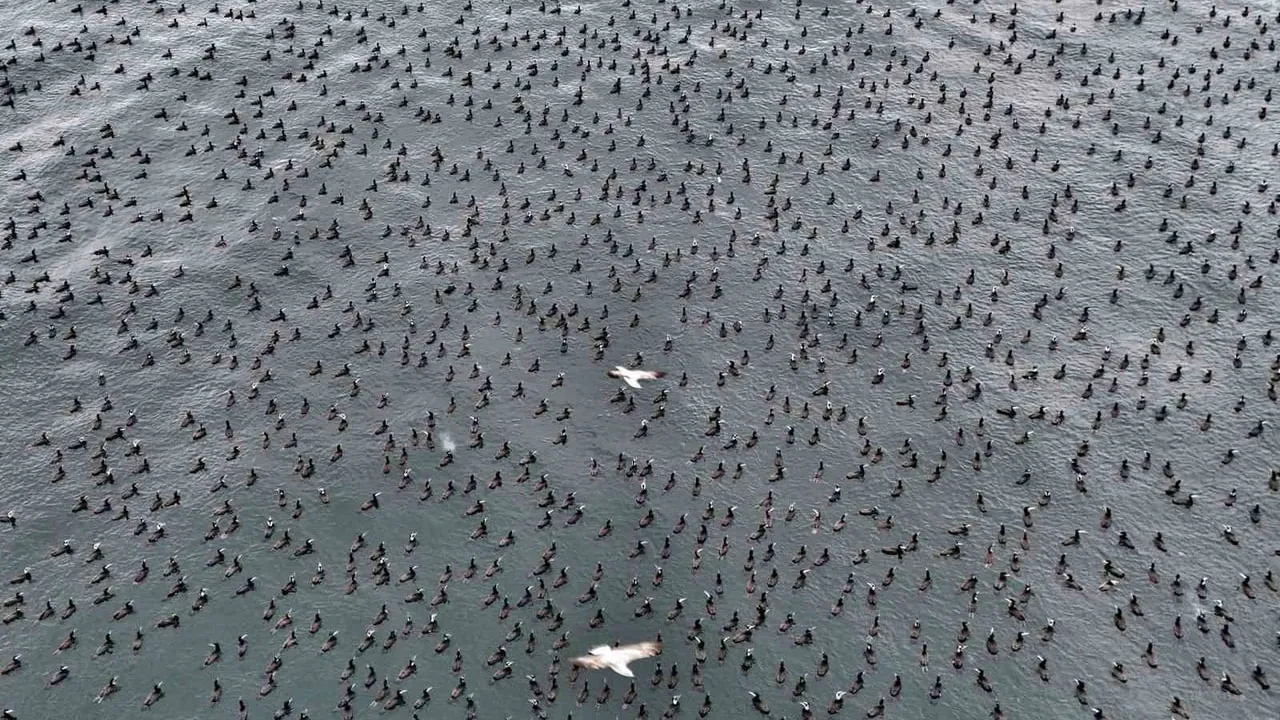 İstanbul Boğazı'nda binlerce karabatak üreme döneminde 'damatlık' görünümüyle toplandı