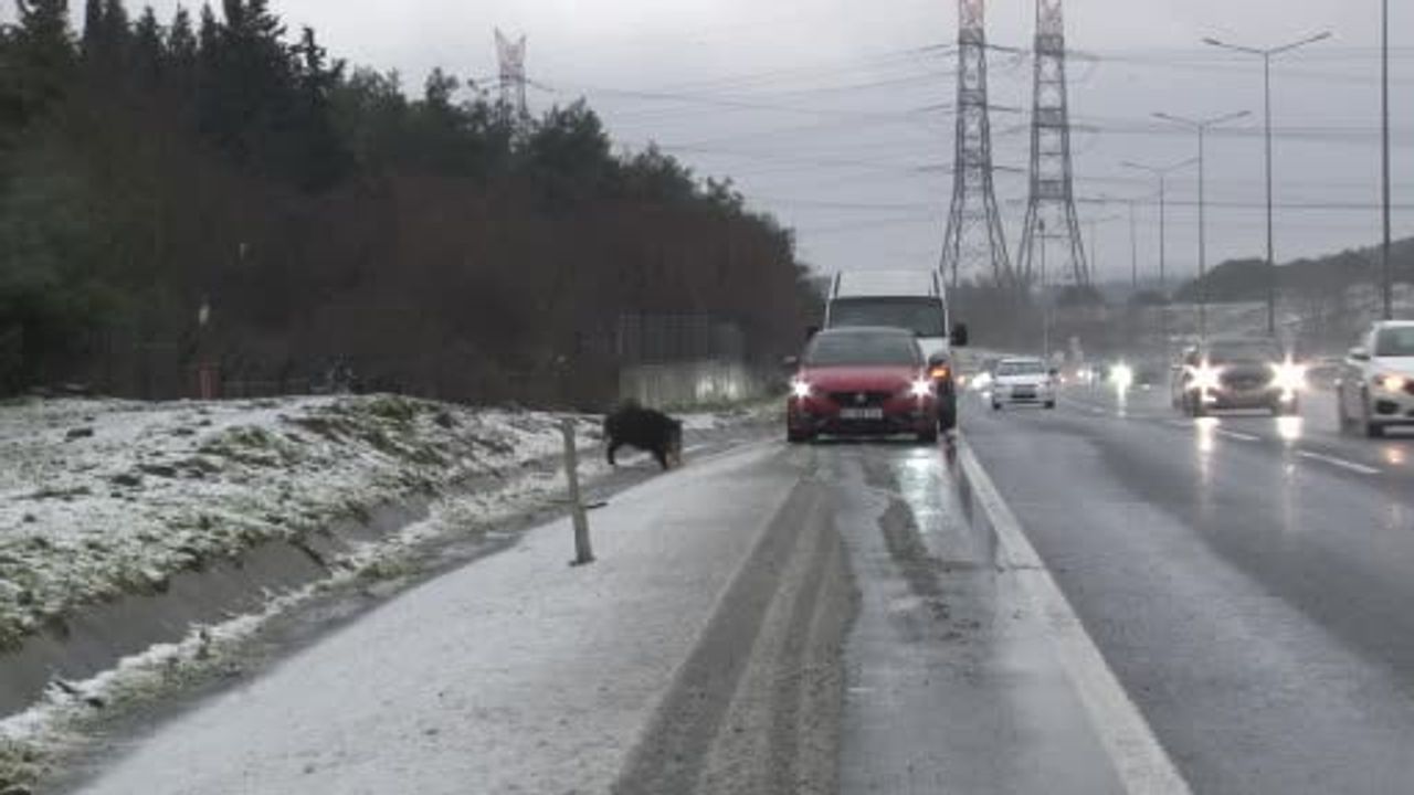 İstanbul'da Hasdal-Kemerburgaz yoluna inen yaban domuzu görüntülendi