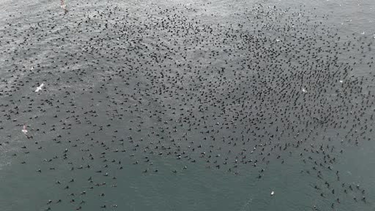 İstanbul'da soğuk hava binlerce karabatakı Marmara Denizi'nde bir araya getirdi