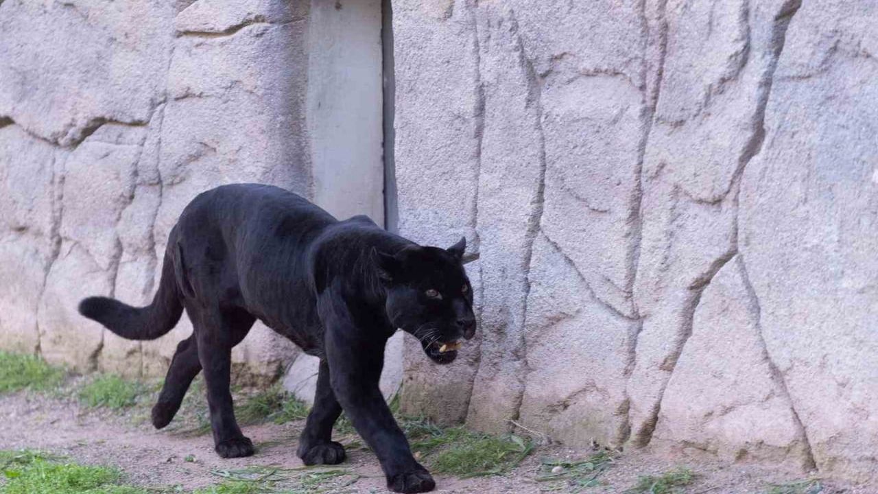İzmir Doğal Yaşam Parkı'nda 18 yaşındaki jaguar Juliet yaşamını yitirdi