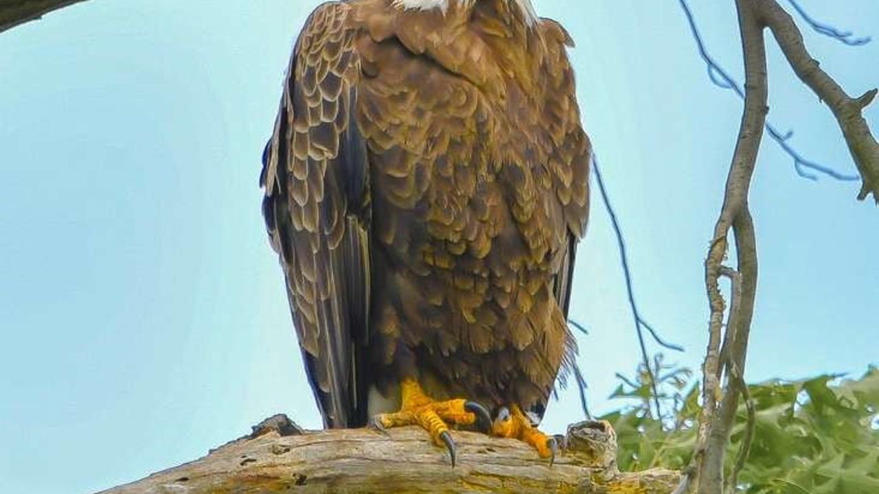 İzmirli doğa fotoğrafçısı Erhan Barış Şimşek, New Jersey'de kar baykuşunu fotoğrafladı