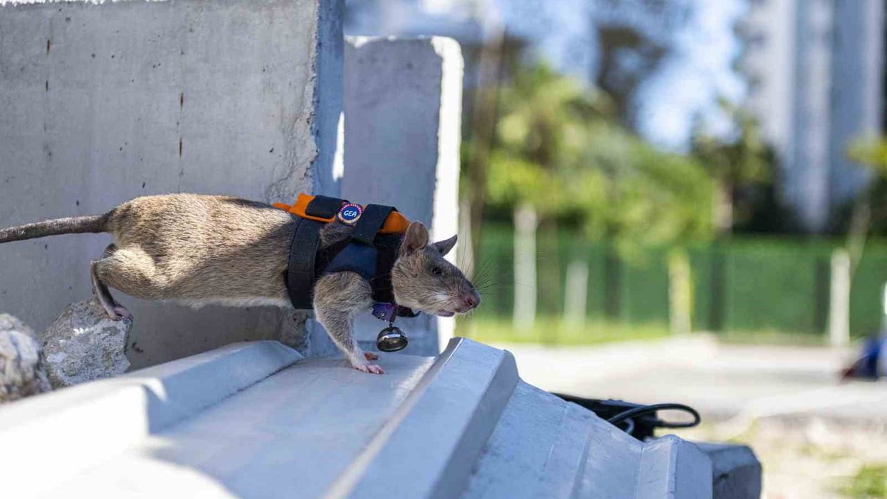 Kahraman Fareler Projesi: Enkaz Aramalarında Afrika Keseli Sıçanlarıyla Yeni Dönem