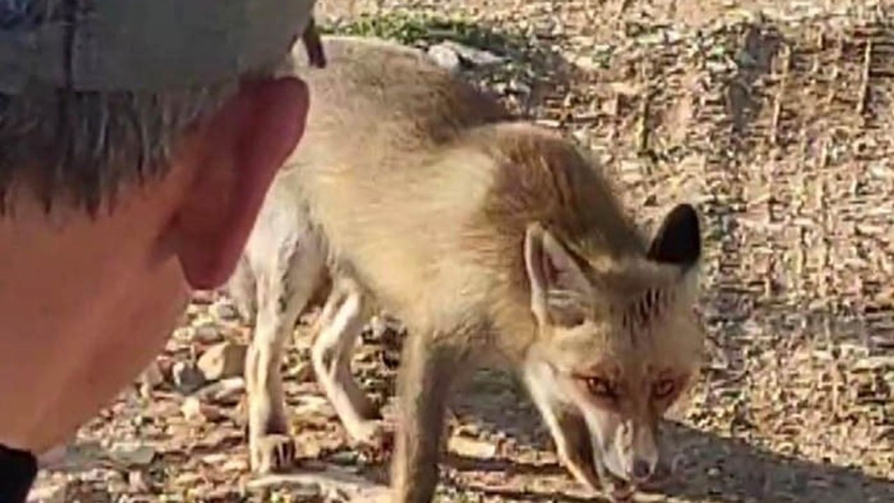 Kahramanmaraş'ta Ahır Dağı'nda tilkiyi kuru yemişle besleyen emekli polis görüntülendi