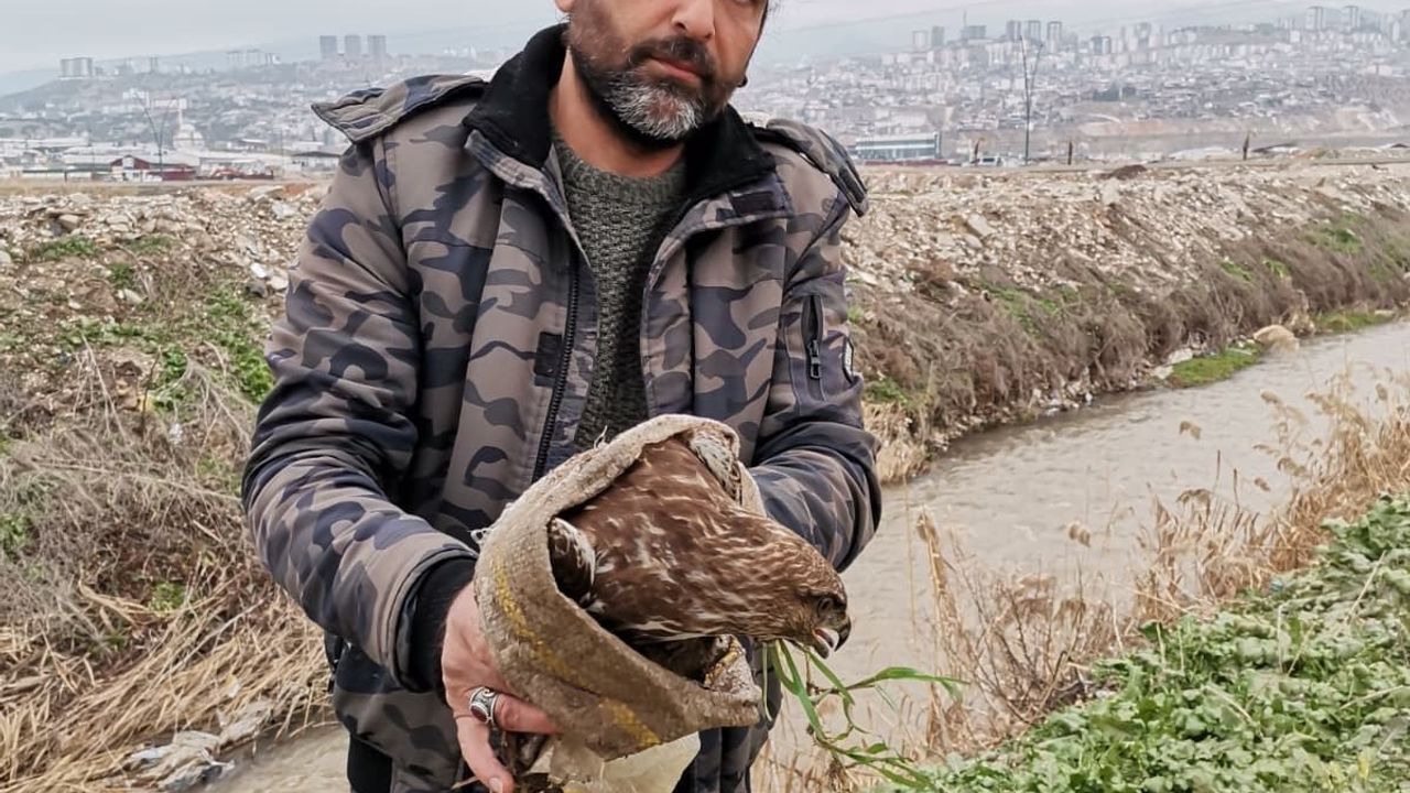 Kahramanmaraş'ta dere kenarında yaralı şahin bulundu ve tedavi altına alındı