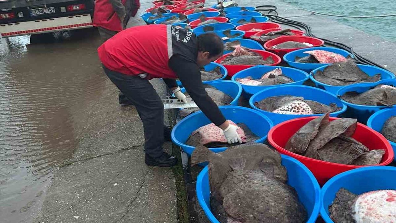 Kandıra’da Kaçak Avcılık Operasyonu: Kefken’de 500 Kalkan Balığına El Konuldu