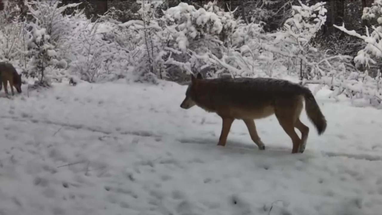 Karabük Ovacık'ta fotokapana yansıyan vaşak ile iki kurt