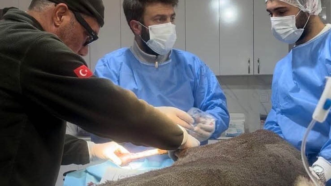 Karabük-Ovacık Yolunda Yaralanan Karaca Ameliyat Edildi