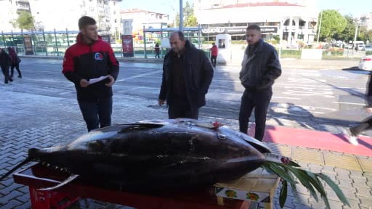 Karadeniz'de avlanan 353 kg'lık orkinos Samsun Atakum'da sergilendi