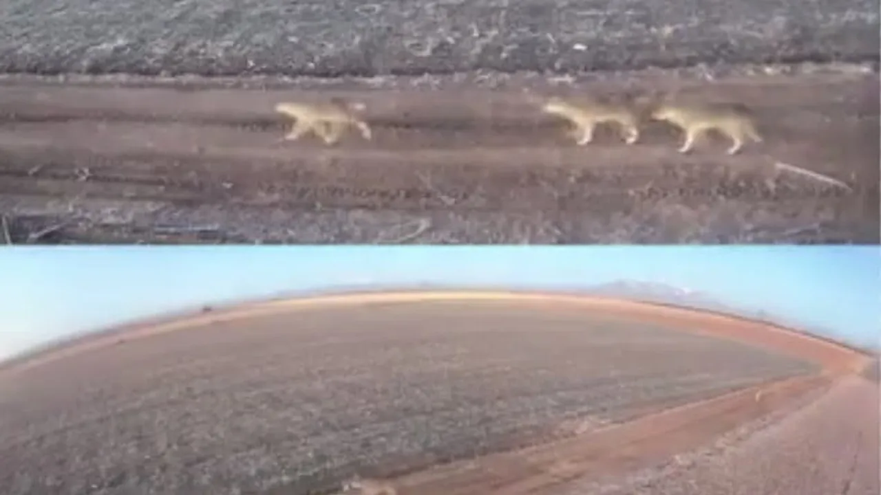 Karaman'da Sudurağı'nda Yaklaşık 6 Kurtun Ovada Görülmesi Güvenlik Endişesi Yarattı