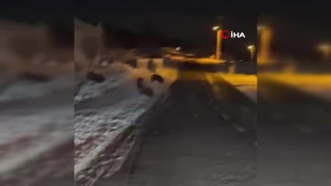 Karapınar'da Kar Yağışı Nedeniyle Yerleşimlere İnen Yaban Domuzları Görüntülendi