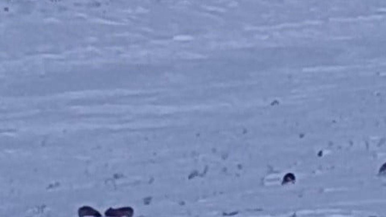 Karayazı'da gündüz kurt saldırısı: Bayraktar Mahallesi'nde yavru köpek yaşamını yitirdi