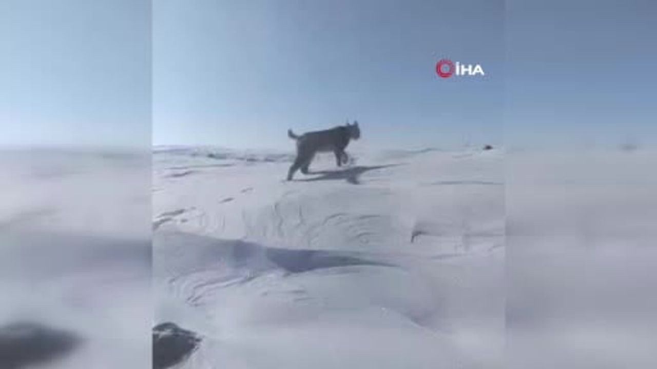 Karlıova'da nesli tehlike altındaki vaşak cep telefonuyla görüntülendi