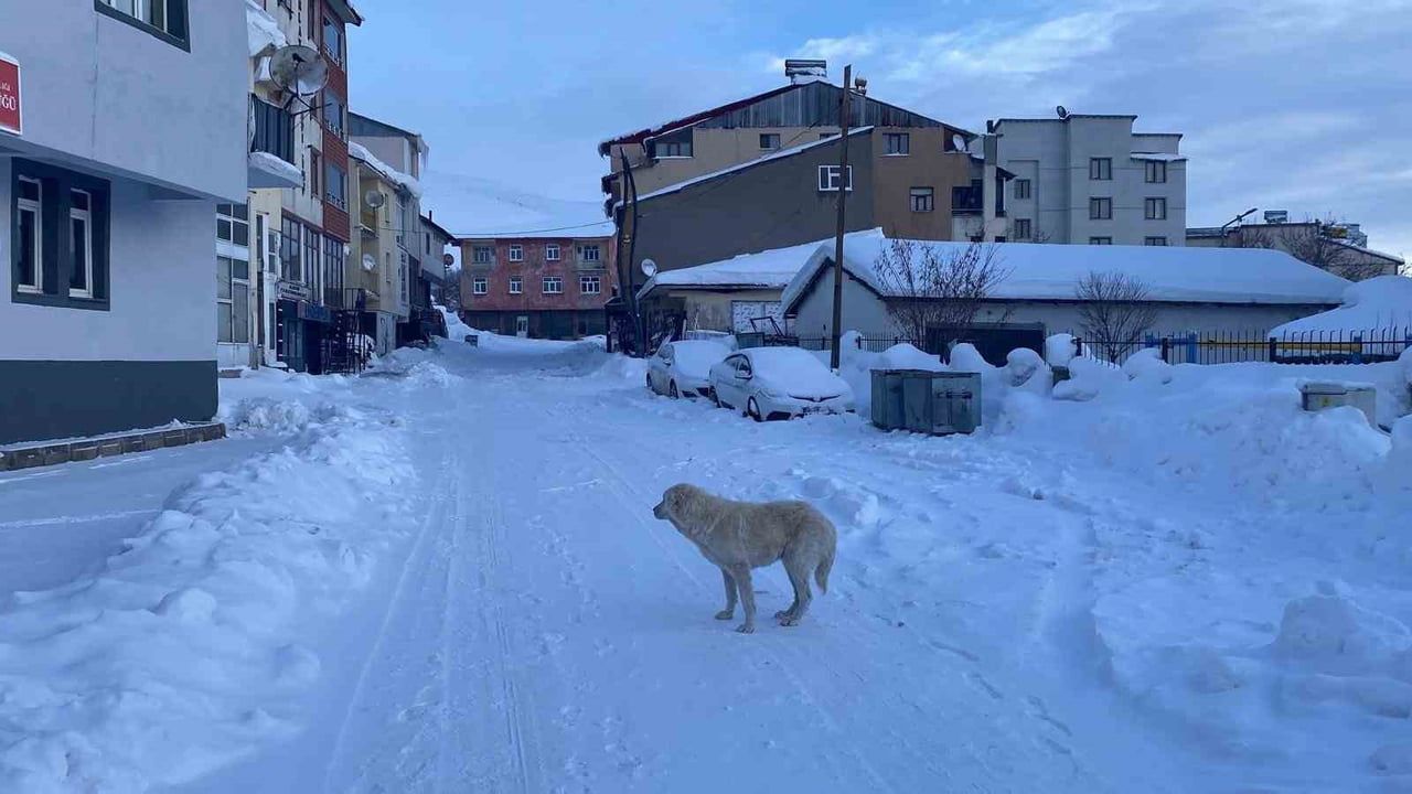 Karlıova'da yoğun kar ve düşük sıcaklıklar günlük yaşamı etkiliyor