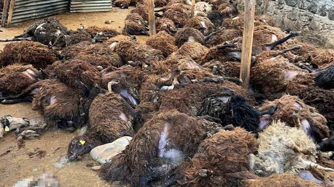 Kars Digor'da kurt saldırısı: Bostankale'de 130 koyun telef oldu