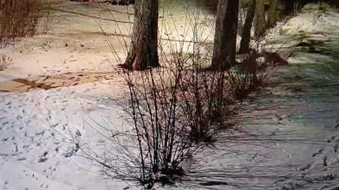 Kars'ta kar üstünde oyun: 2 kızıl tilki güvenlik kamerasına yansıdı