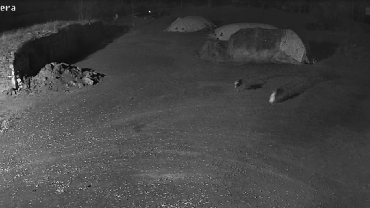 Kars’ta kurtların samanlıktaki köpeği götürmesi güvenlik kamerasında