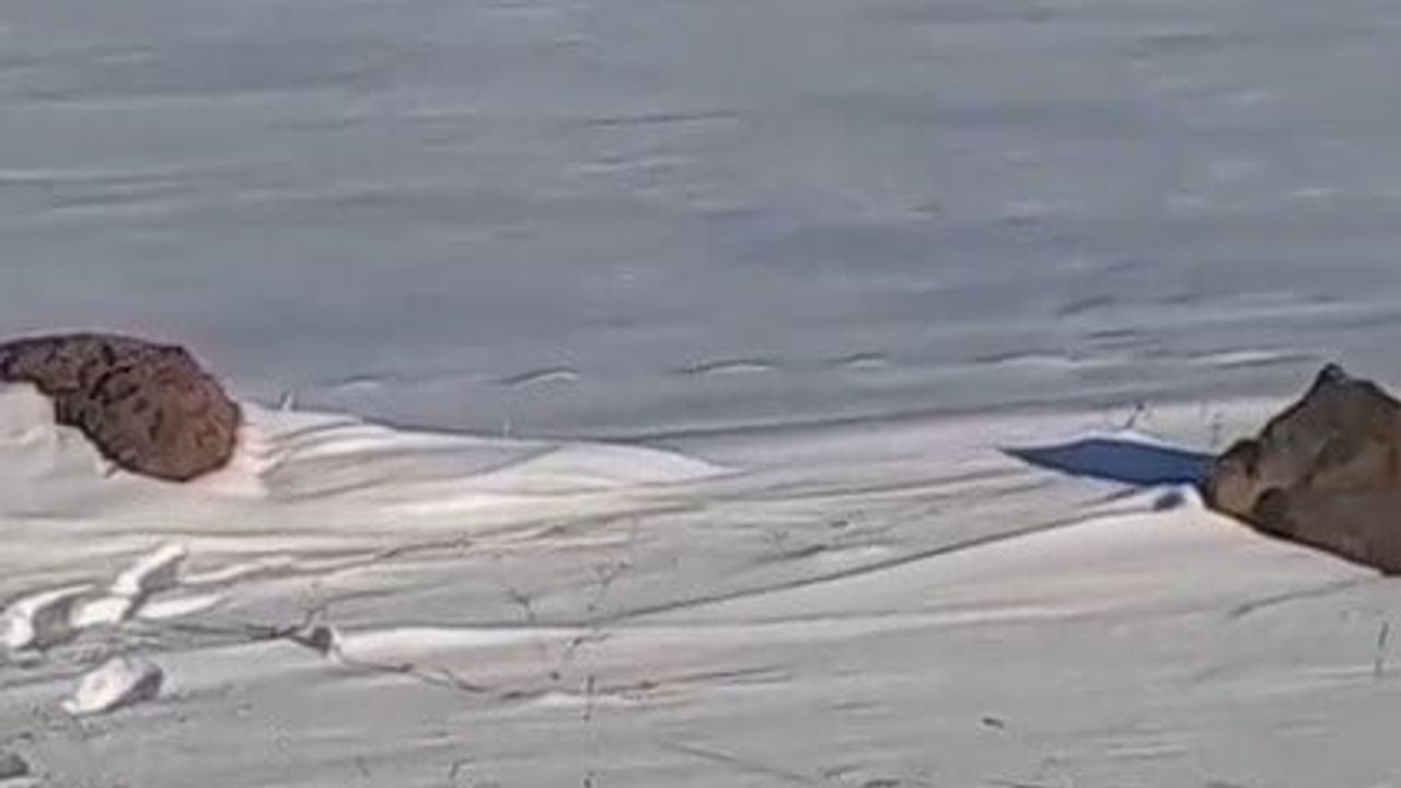 Kars'ta sert kış şartları yaban domuzlarını yerleşimlere indirdi — Akyaka'da sürüler köy yakınlarında görüldü