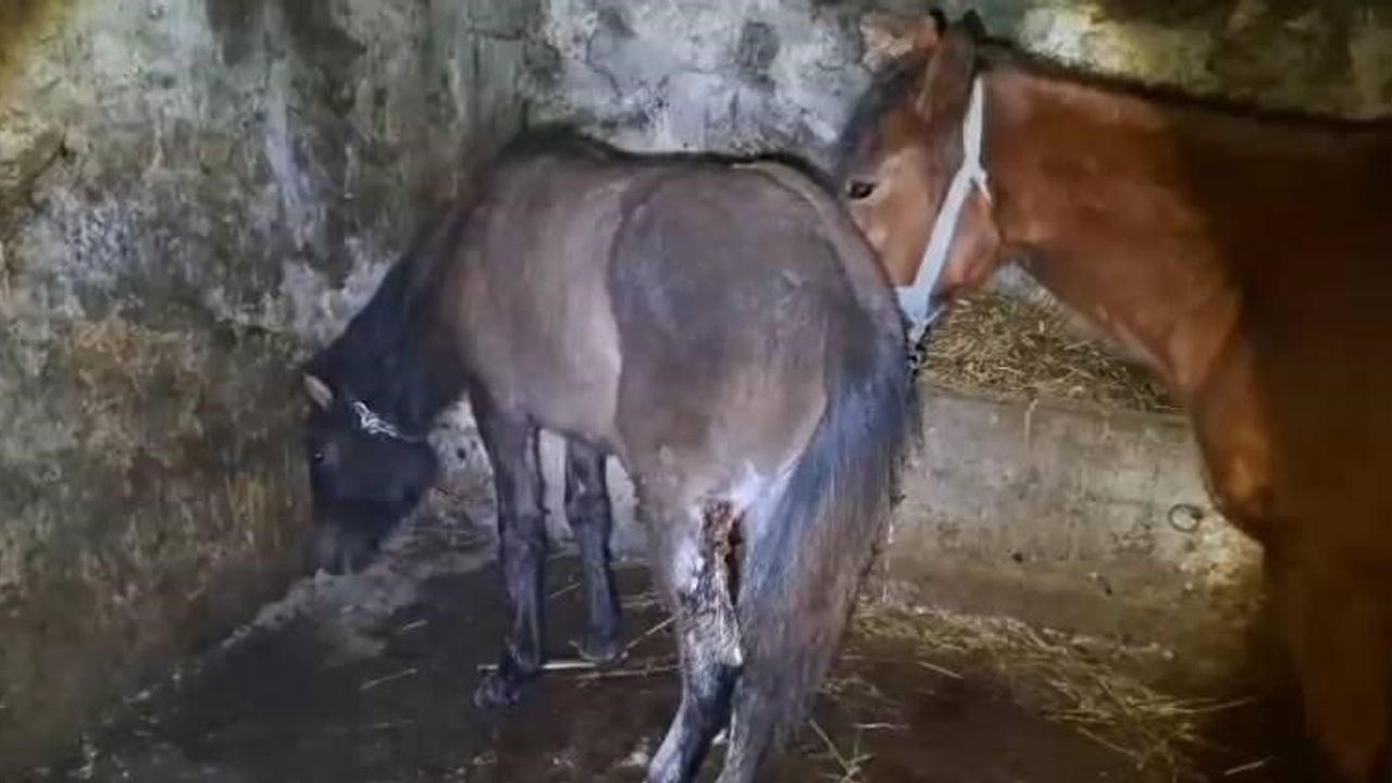 Kars'ta Üçbölük Köyü Arazisinde Yaklaşık 15 At Yaralı Bulundu