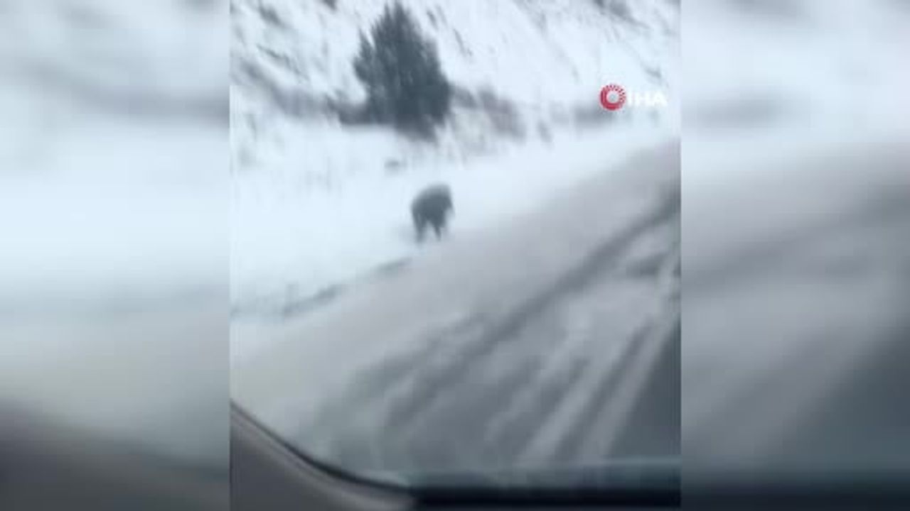 Kars'ta Yaban Domuzu Karayoluna İndi — Cep Telefonuyla Kaydedildi