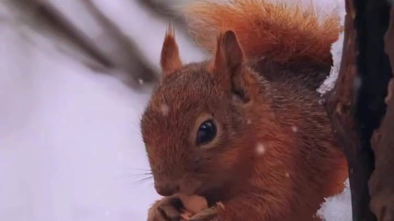 Kartepe'de karla kaplı alanda kızıl geyik görüntülendi