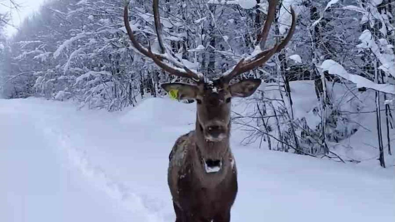 Kartepe'de karla kaplı ormanda kızıl geyik dronla havadan görüntülendi