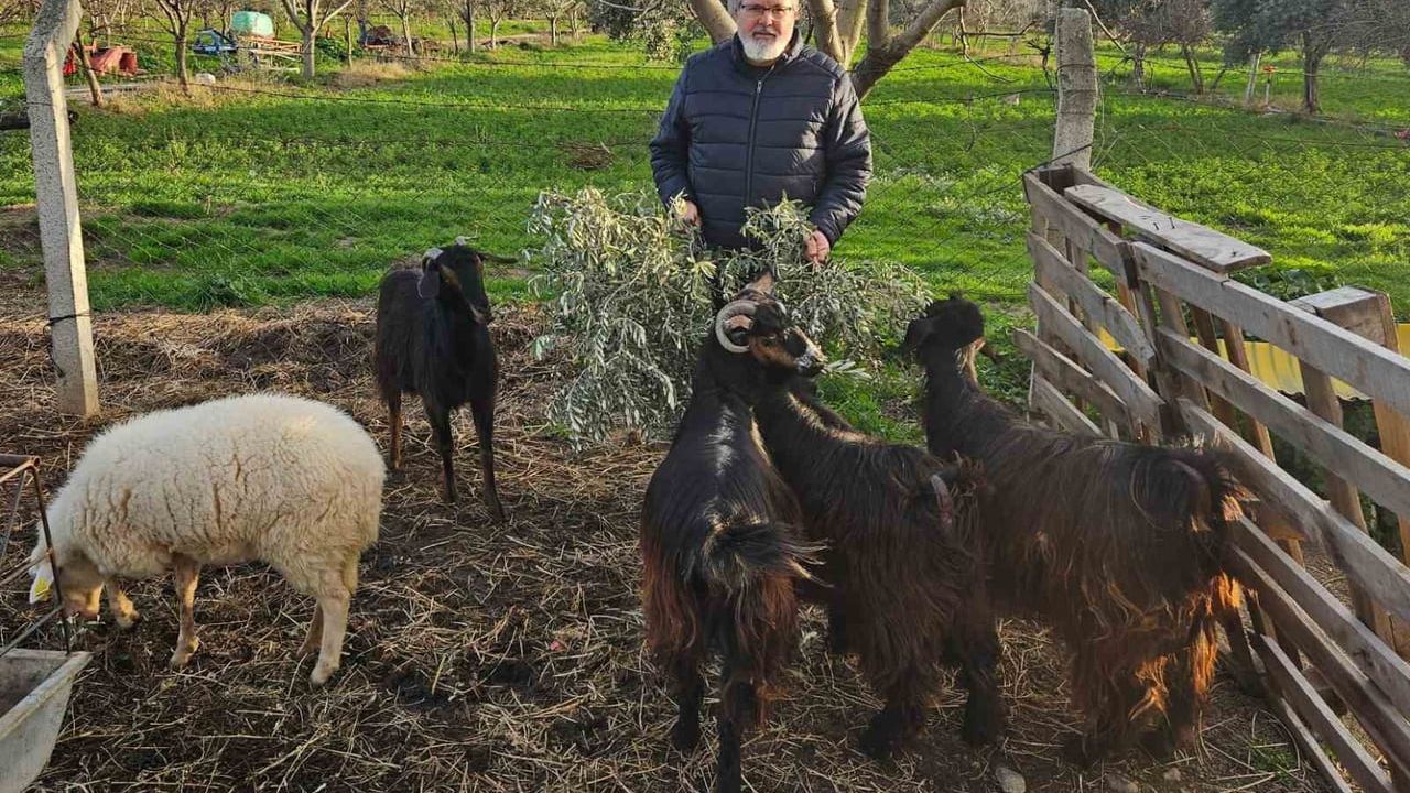 Karya Farma HBX Ar-Ge: Zeytin Yapraklarının Kaba Yemde Değerlendirilmesine Yönelik Ar-Ge Projesi