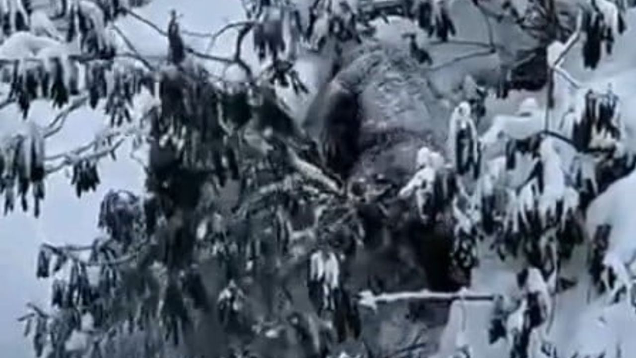 Kastamonu'da karda zorlanan bozayı ve kara yoluna inen ayılar kamerada