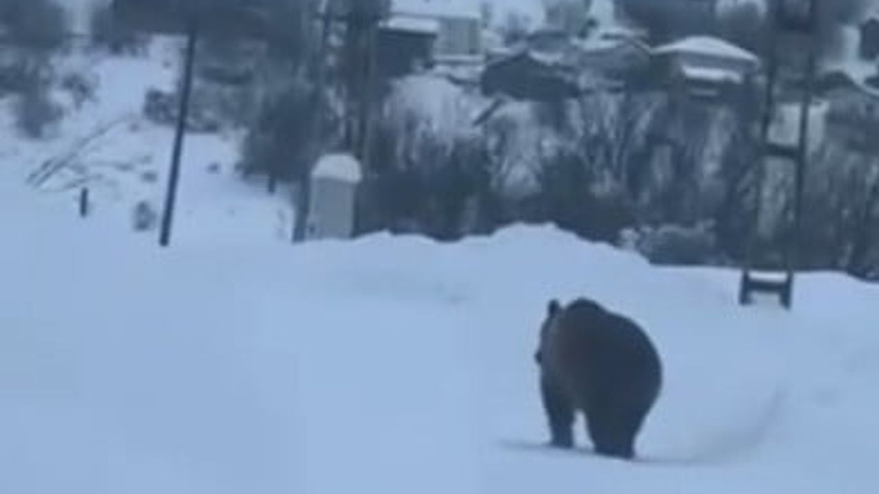 Kastamonu'da kış uykusuna yatamayan bozayı ilçe merkezine yakın alanda görüntülendi