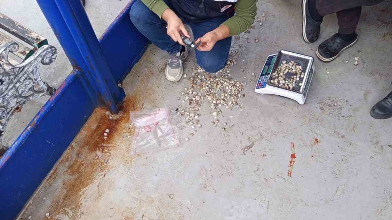 Kastamonu İnebolu'da beyaz kum midyesi denetimleri: yasal boy, kota ve üretim alanı incelemeleri