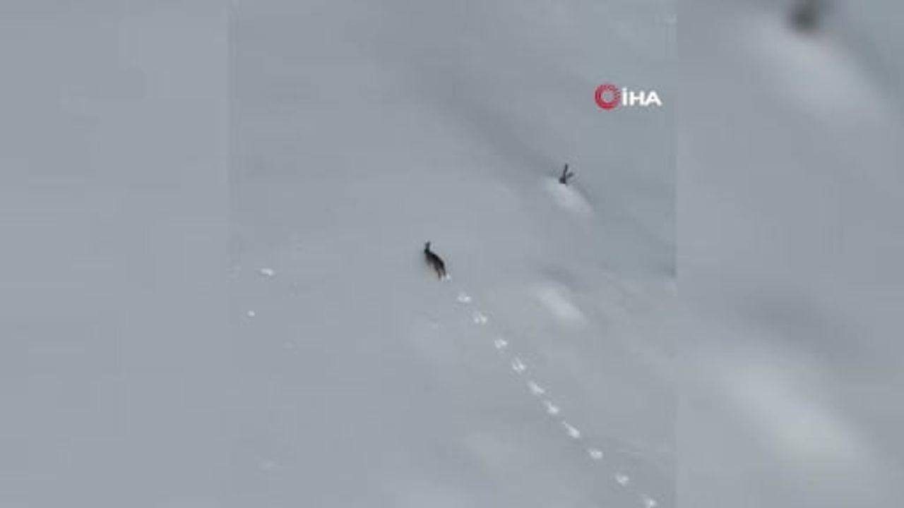 Keltepe Kayak Merkezi'nde Kar Üzerinde Koşan Yaban Tavşanı Görüntülendi