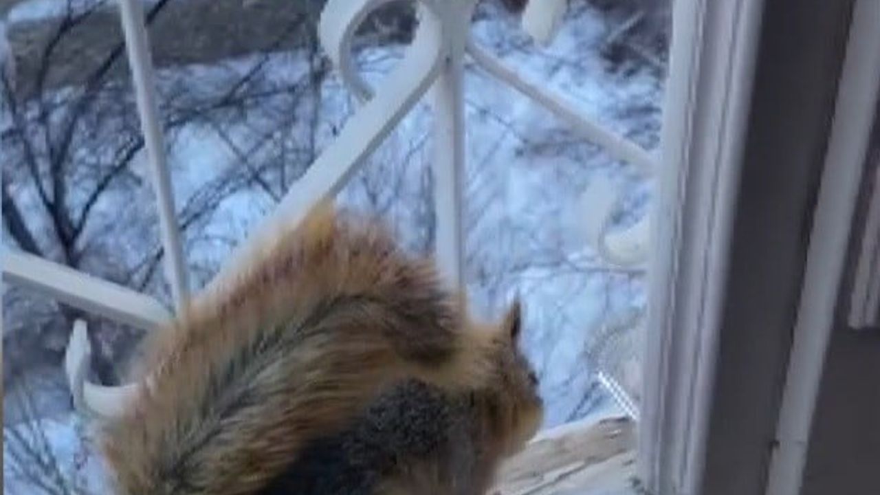 Kemaliye Taşdibi Mahallesi'nde sincaplar pencerelere misafir oluyor