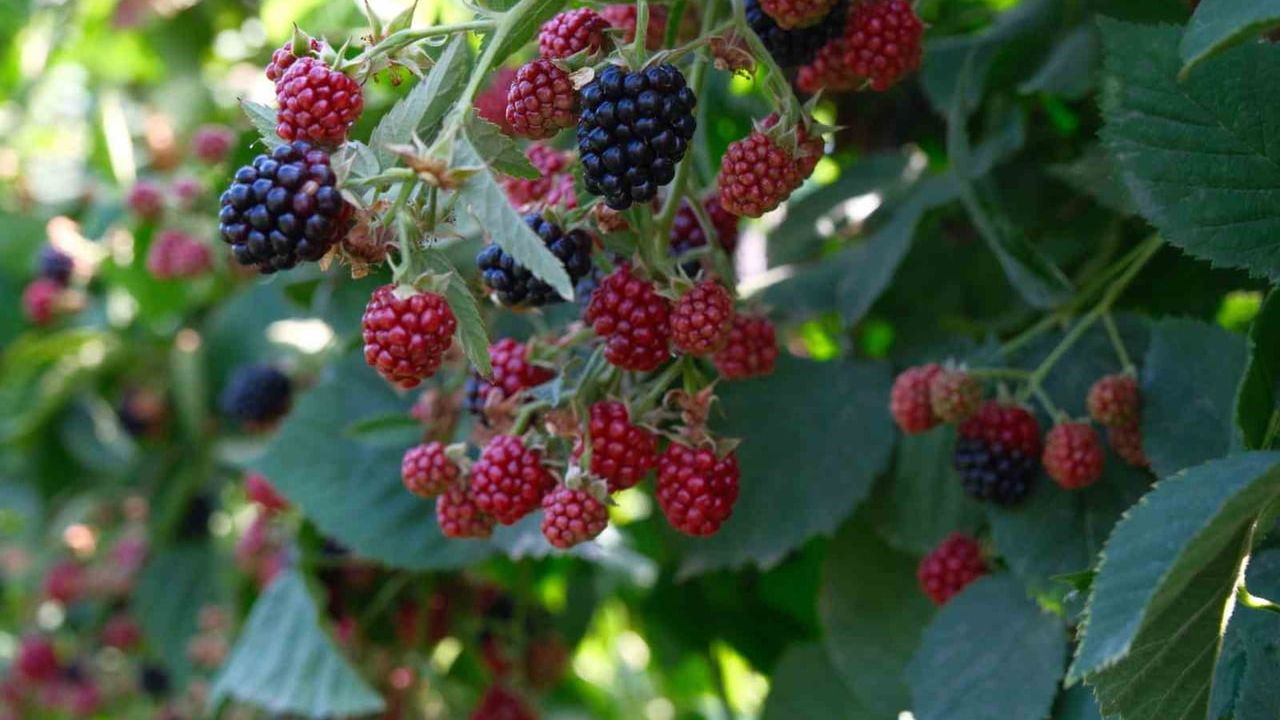 Kestel, Sırbistan Modeliyle Ahududu ve Böğürtlen Üretimini Artırmayı Planlıyor